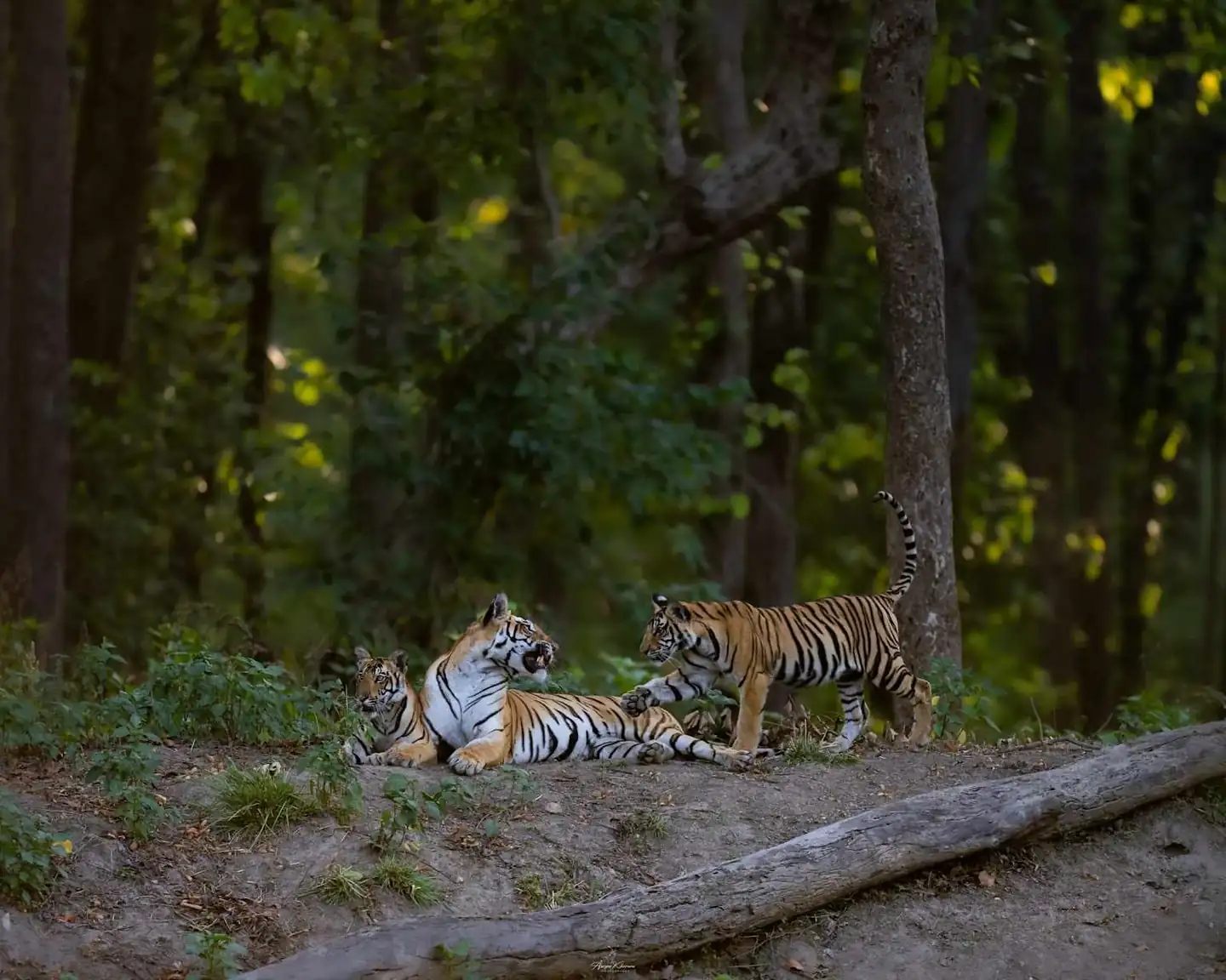 Tigress with cubs at Nagzira Wildlife Sanctuary safari in Navegaon Nagzira Tiger Reserve, Maharashtra