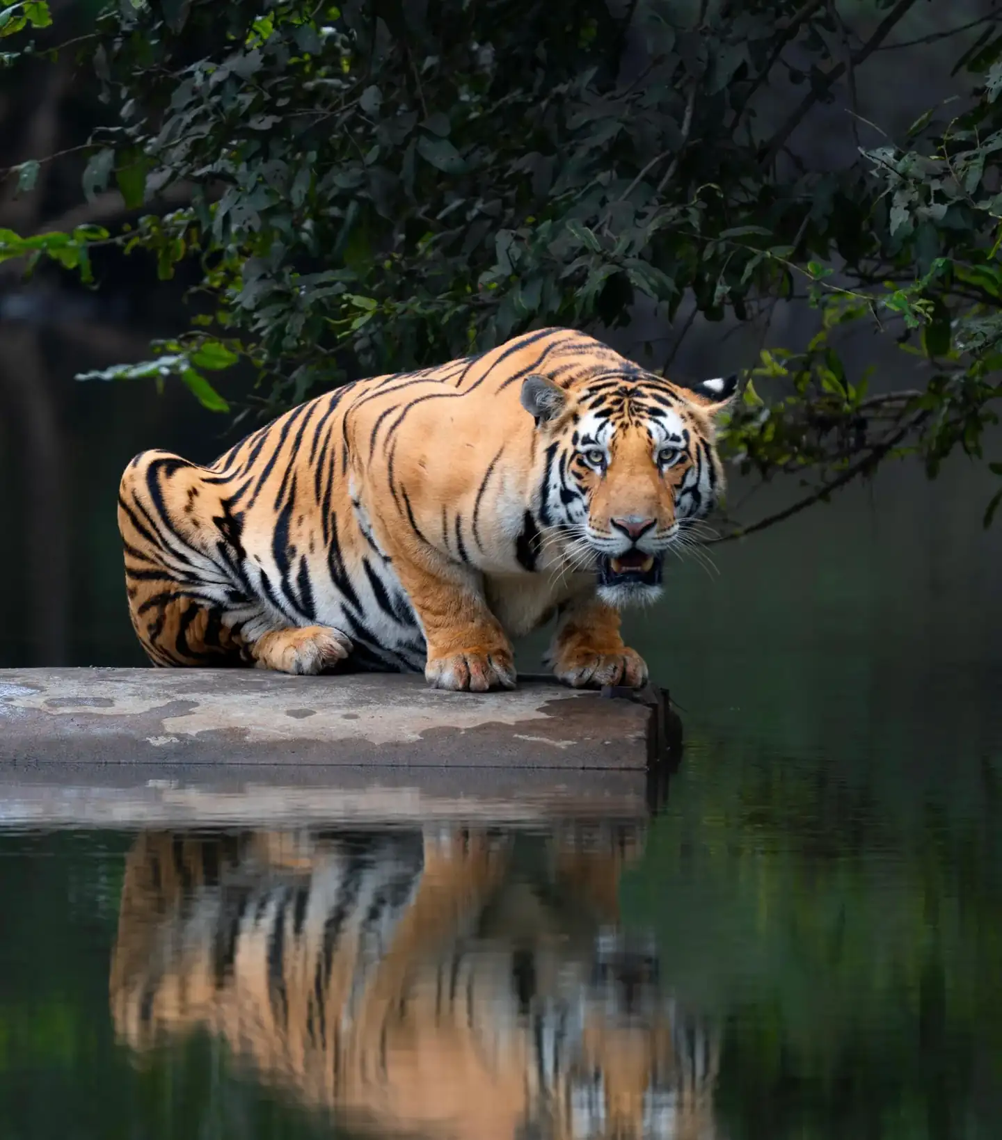 Panna Tiger Reserve Safari Booking Madhya Pradesh — tiger beside the Ken river
