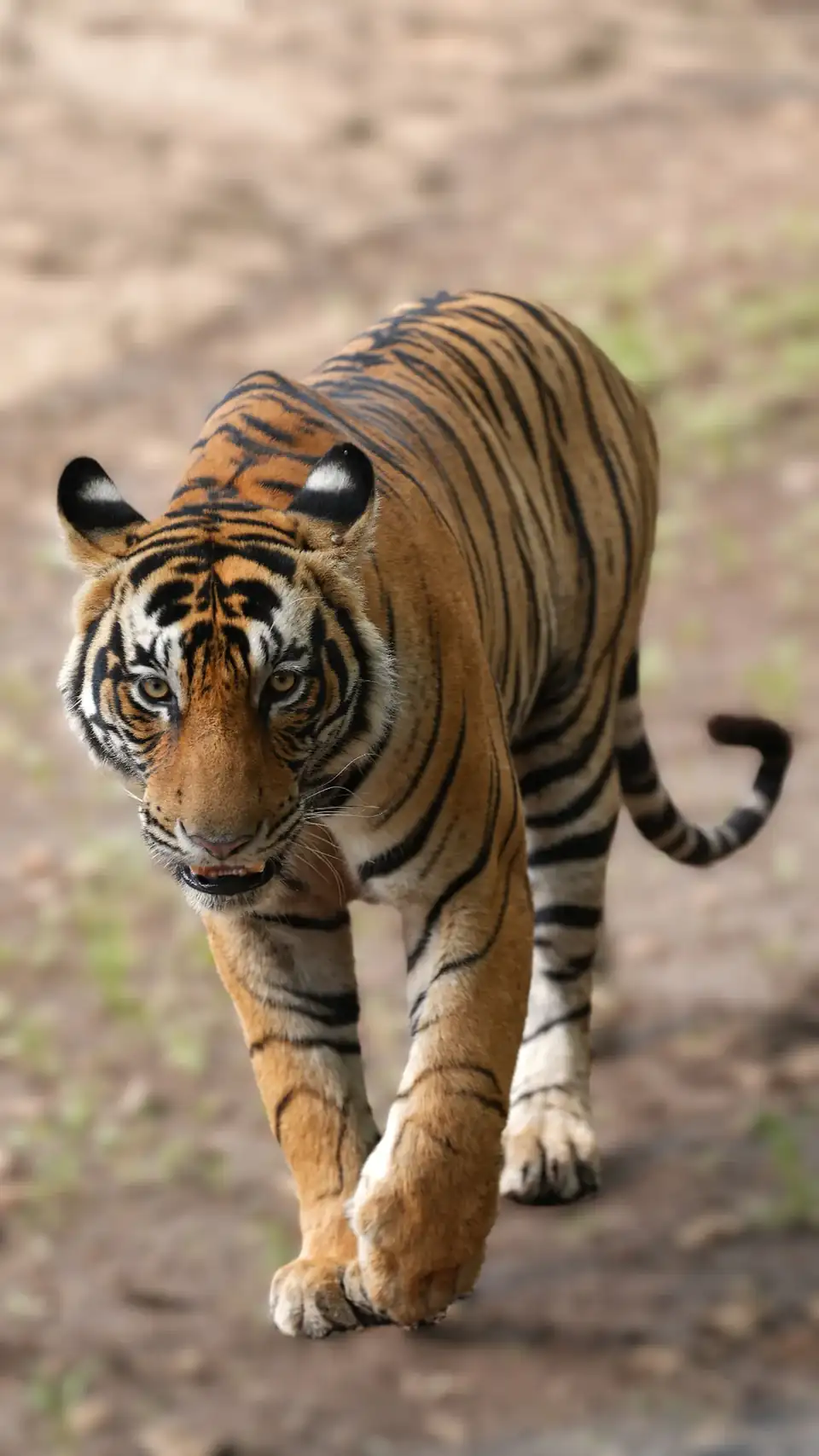 Tiger safari at Panna Tiger Reserve core zone near Madla Gate