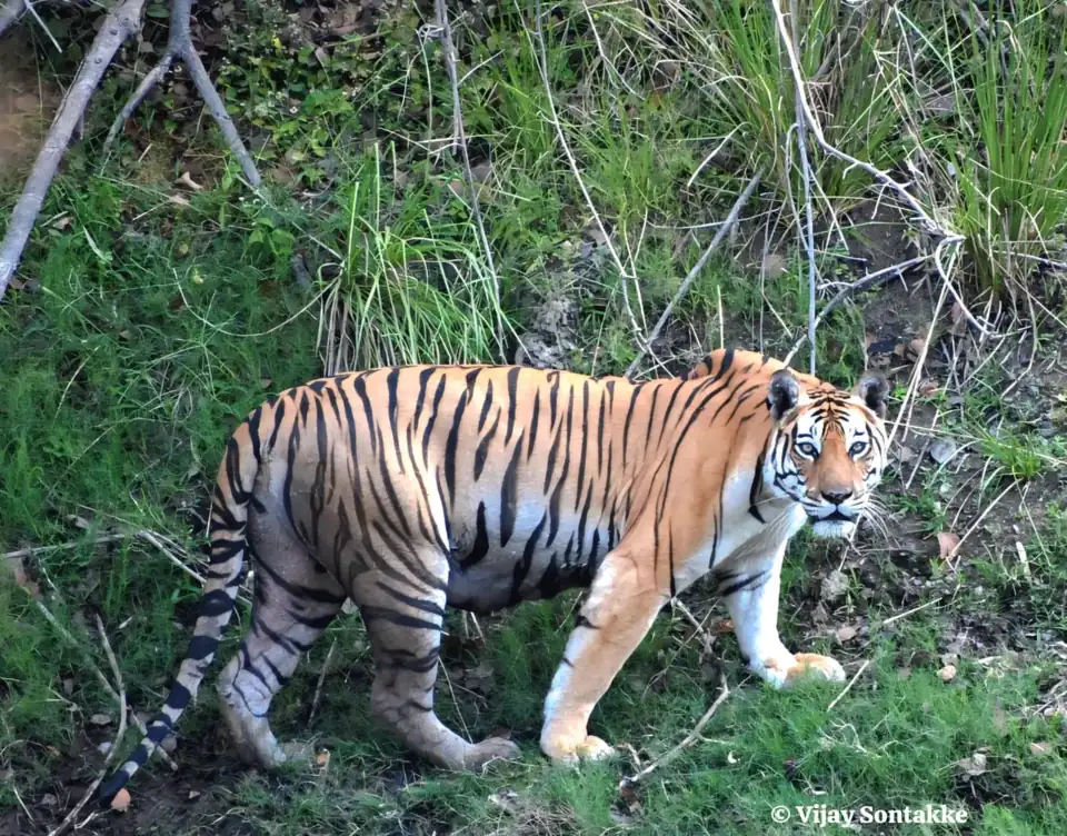 Pench Tiger Reserve tiger safari booking — wildlife photo from Seoni, MP