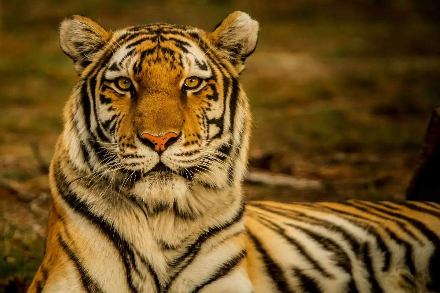Tiger in dry deciduous Aravalli forest — Sariska Tiger Reserve safari, Alwar, Rajasthan