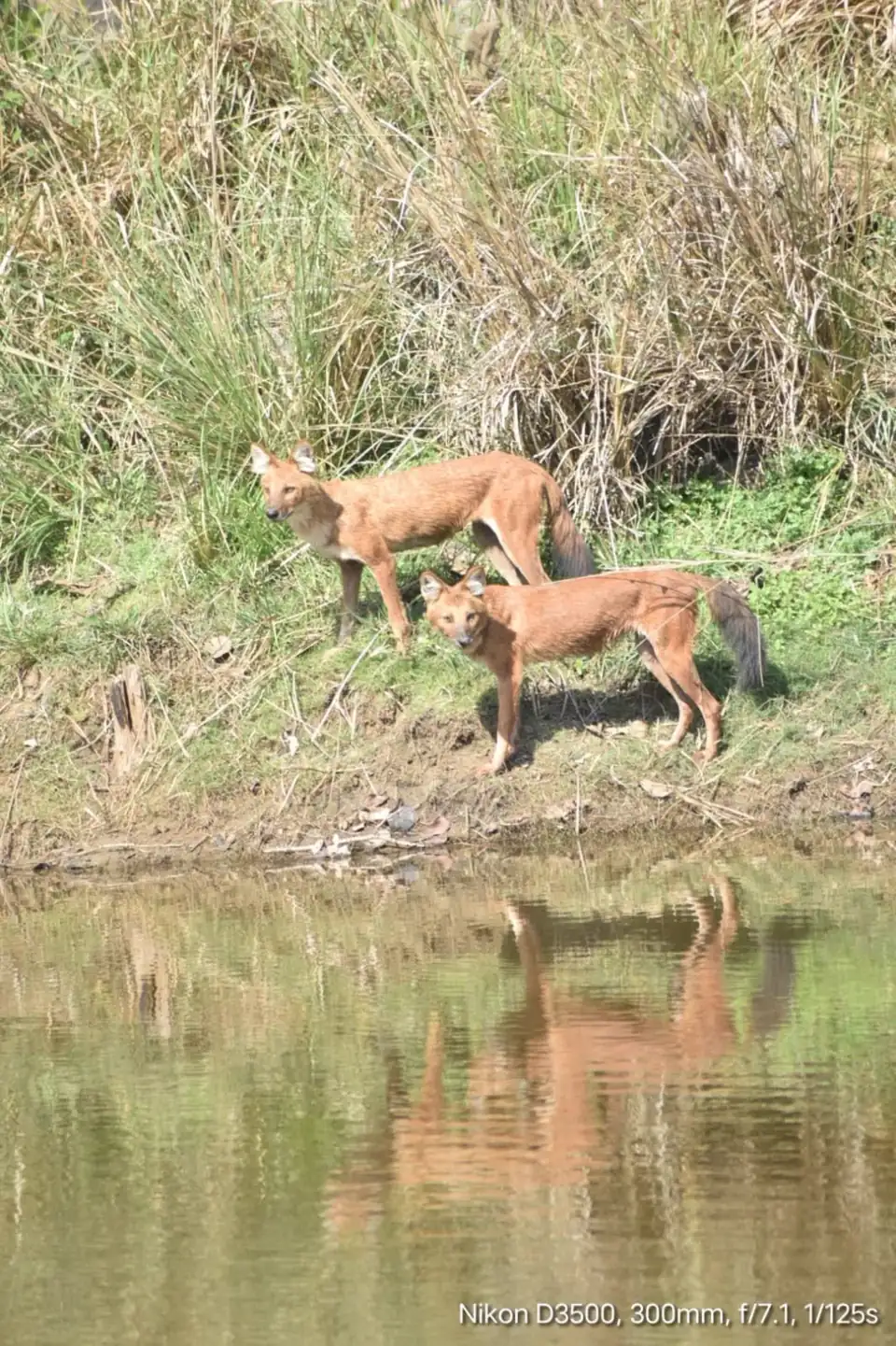 Denwa River backwaters Satpura Tiger Reserve boat safari wild dogs at water edge