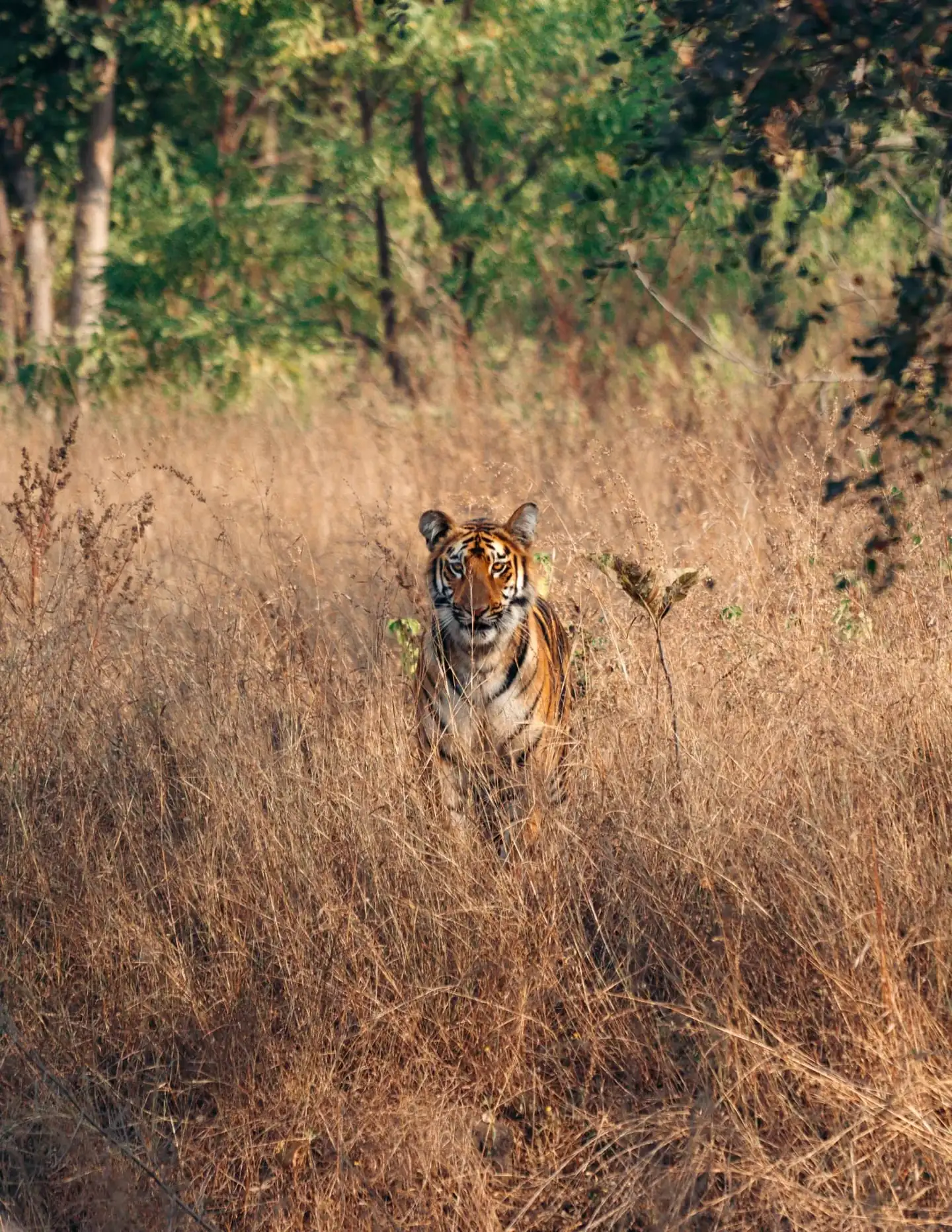 Satpura Tiger Reserve Madai Gate boat and jeep safari booking — tiger in grassland
